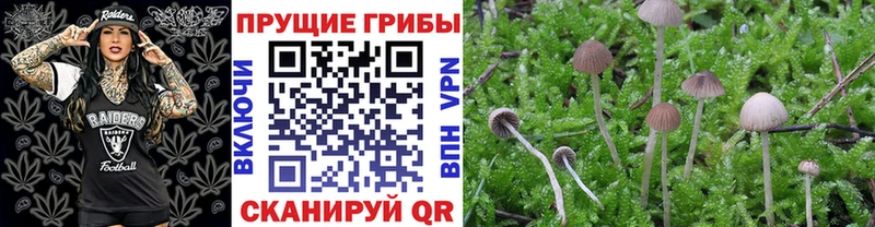 сколько стоит  Калач-на-Дону  Псилоцибиновые грибы Psilocybe 